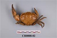 藏品(黑爪馬蹄蟹)的圖片